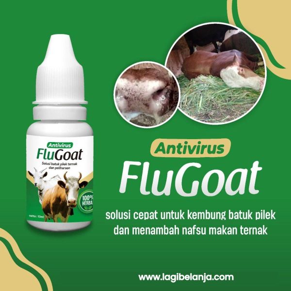 Flu Goat Solusi Batuk Pilek Ternak