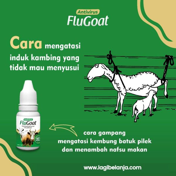 flu goat herbal untuk kambing